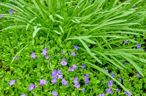 Background Beautiful Natural Green Grass Small Lilac Flowers View — Stock Photo, Image