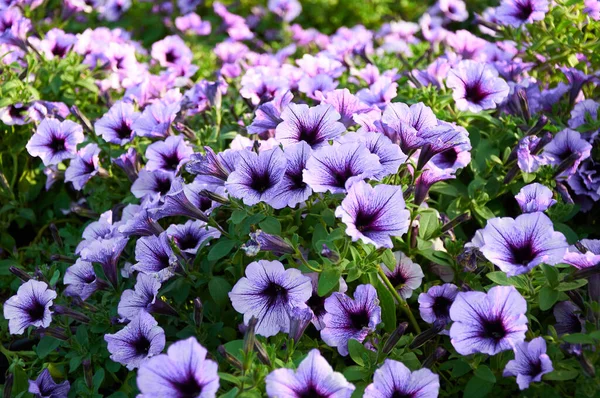 stock image Lilac petunia flowers on a sunny day. Beautiful flowers in summer 