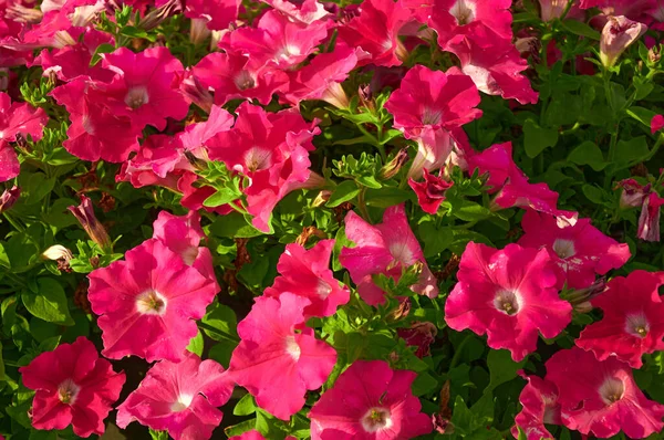 Flores Rosadas Petunia Día Soleado Hermosas Flores Verano — Foto de Stock
