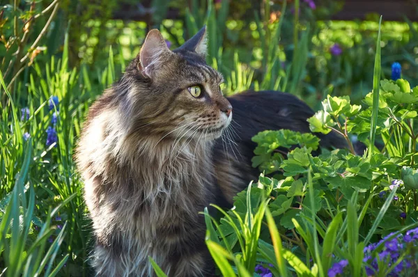 Vacker Maine Coon Katt Går Trädgården Blommor — Stockfoto