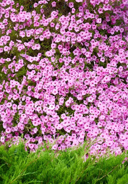 Fundo Flores Petúnia Rosa Vista Superior Lindas Flores Verão — Fotografia de Stock
