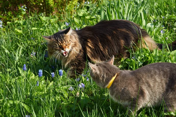Γάτα Του Μέιν Κουν Χύνει Μια Άλλη Γάτα Μια Βόλτα — Φωτογραφία Αρχείου