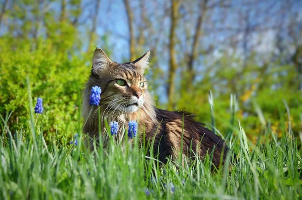 Een Prachtige Maine Coon Kat Wandelingen Tuin Bloemen — Stockfoto