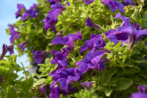 Arbusto Petunia Púrpura Contra Cielo Azul Hermosas Flores Verano Contra — Foto de Stock