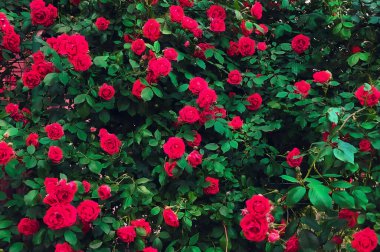 Large bush with many red roses close-up. Beautiful floral background.