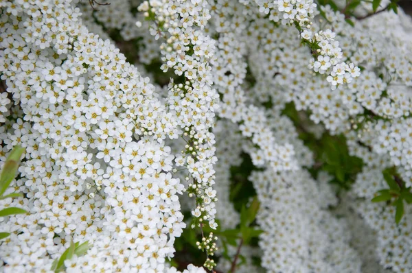 尖塔の美しい白い花の枝 — ストック写真
