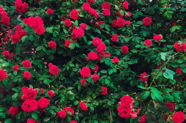 Large bush with many red roses close-up. Beautiful floral background.