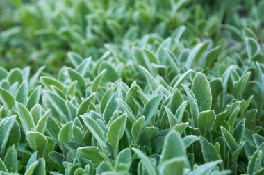 İpeksi Örtü. Dekoratif manzara tasarımı. Peyzaj tasarımı için yeşil dekoratif çimenler.