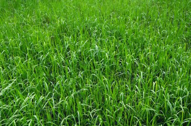 Yeşil doğal çimenlerin arka planı. Baharda yeşil çimen