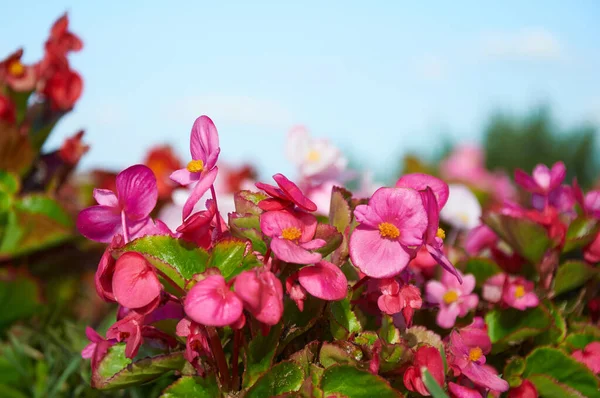 Flores Begonia Rosa Cerca Parterre Verano — Foto de Stock
