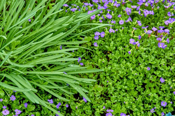 Background Beautiful Natural Green Grass Small Lilac Flowers View — Stock Photo, Image