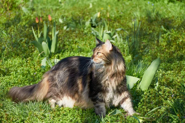 Maine Mýval Kočka Chodí Zelené Trávě Parku Mezi Tulipány Domácí — Stock fotografie