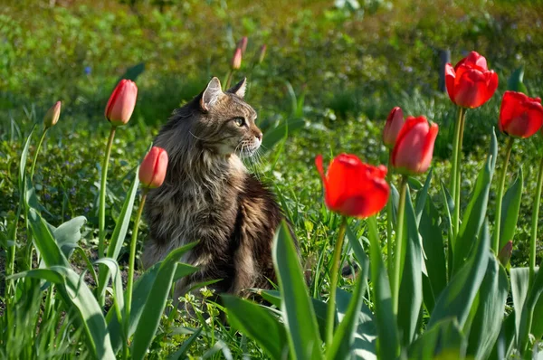Maine Coon Katt Går Grönt Gräs Parken Bland Tulpaner Husdjur — Stockfoto