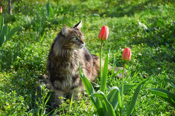 Maine Coon Kot Spacery Zielonej Trawie Parku Wśród Tulipanów Zwierzęta — Zdjęcie stockowe