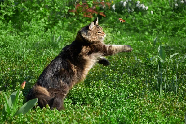 Maine Coon 고양이가 공원의 잔디에서 나비를 있습니다 야외에서 모험을 즐기고 — 스톡 사진