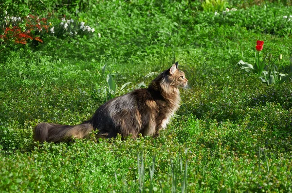 Maine Coon Gato Caminha Grama Verde Parque Entre Tulipas Animais — Fotografia de Stock