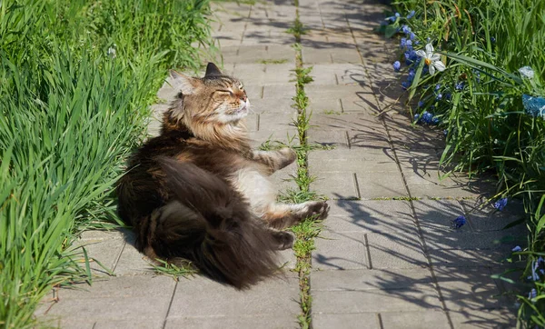 Maine Coon Gato Encontra Caminho Entre Flores Grama — Fotografia de Stock