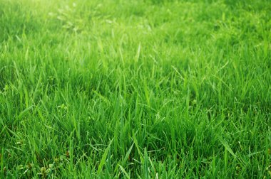 Güneşli bir günde yeşil çimenler. Doğal çim arka planı