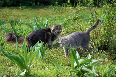 Maine Rakun Tekir Kedisi çimenlerde yürürken başka bir kediye tıslıyor