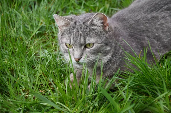 Hermoso Gato Gris Con Ojos Verdes Caminando Sobre Hierba Verde — Foto de Stock