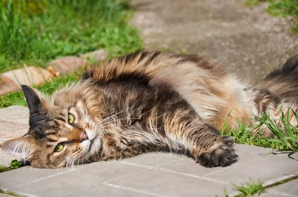 Maine Coon cat lies on the path among  grass. et walking outdoor adventure. Cat close up.  Domestic cat in the garden