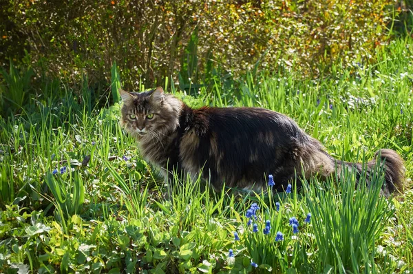 Kot Tabby Maine Coon Stojący Kwitnącej Łące Pet Walking Przygoda — Zdjęcie stockowe