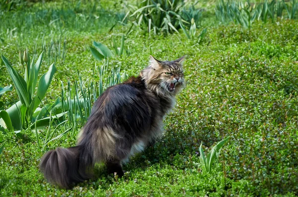 Maine Coon Tabby Kat Sist Een Wandeling Het Gras Pet — Stockfoto