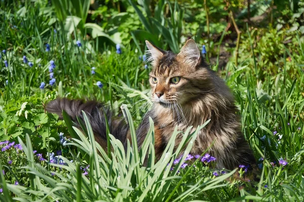 Tabby Maine Coon Gato Andando Prado Florescente Pet Andando Livre — Fotografia de Stock