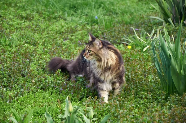 Tabby Maine Coon Katt Går Blommande Äng Sällskapsdjur Som Går — Stockfoto