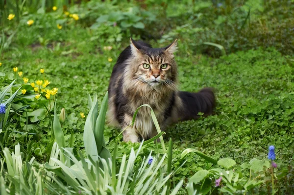 Кішка Таббі Мен Кун Йде Квітучому Лузі Пет Гуляла Надворі — стокове фото