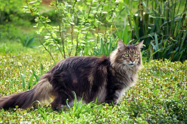 Tabby Maine Coon Katt Går Blommande Äng Djurpromenader — Stockfoto