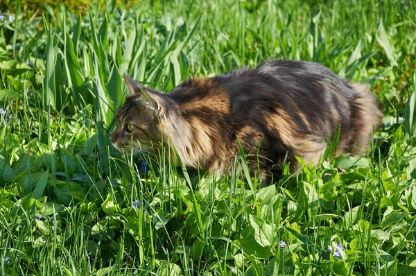 Tabby Maine Coon Katt Går Blommande Äng Sällskapsdjur Som Går — Stockfoto