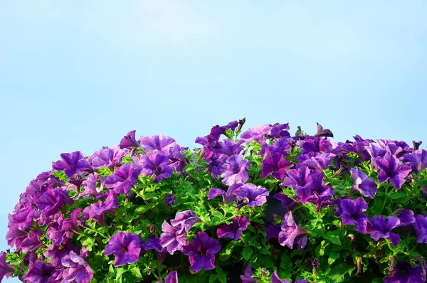 stock image Purple petunia bush against the blue sky. Beautiful flowers in summer against the sky and clouds