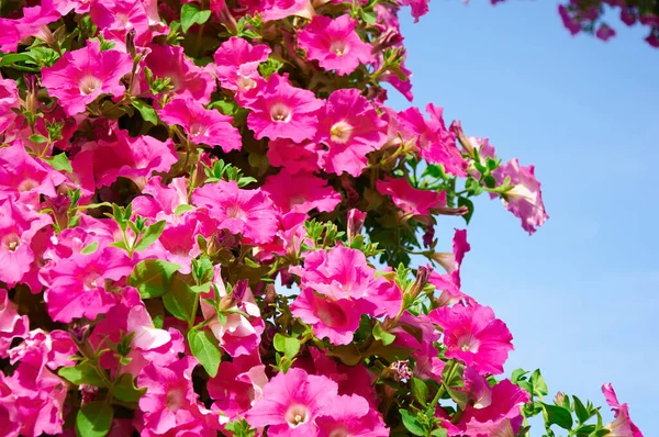Arbusto Petunia Rosa Contra Cielo Azul Hermosas Flores Verano Contra — Foto de Stock