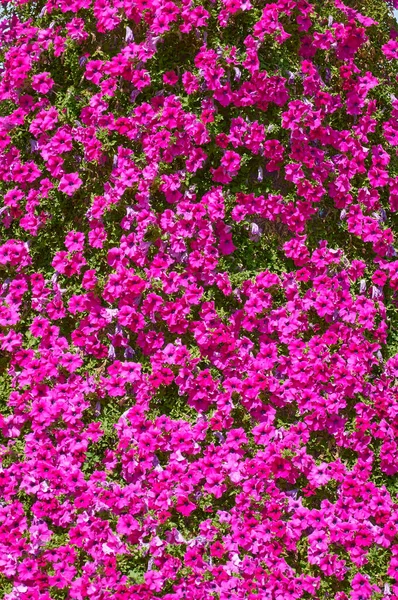 Fondo Flores Petunia Rosa Vista Superior Hermosas Flores Verano — Foto de Stock