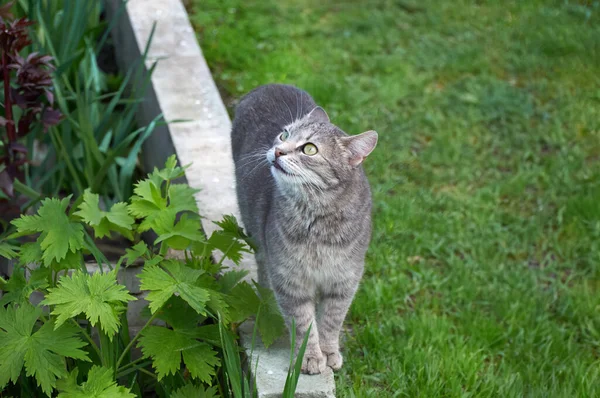 Кошка Зелеными Глазами Гуляет Зеленой Траве Парке Солнечный День Ходить — стоковое фото