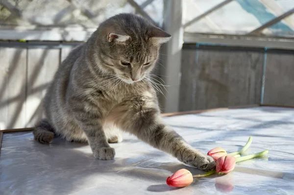 Ein Graues Kätzchen Spielt Mit Tulpen — Stockfoto
