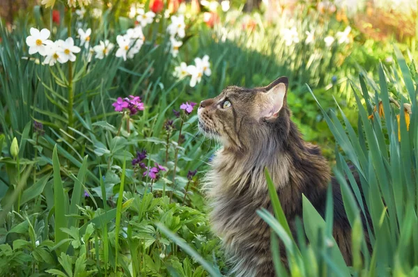 Tabby Maine Coon cat walking in a blooming meadow. Pet walking in the outdoors. Cat close-up.  Domestic cat in the garden