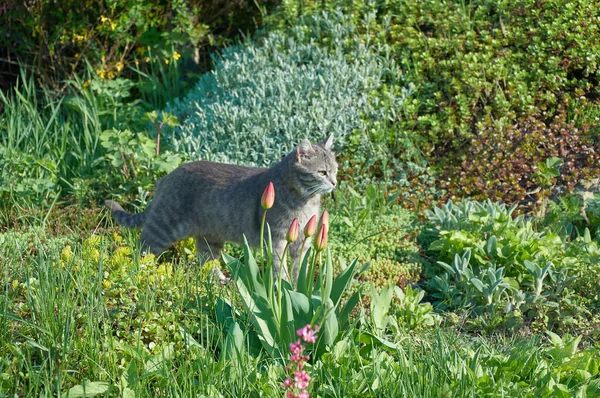 Красива Сіра Кішка Зеленими Очима Йдуть Зеленій Траві Парку Сонячний — стокове фото