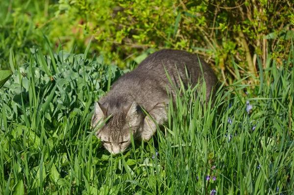Kot Spacerze Marce Wąchający Trawę Chodzenie Zwierzętami Świeżym Powietrzu Zbliżenie — Zdjęcie stockowe