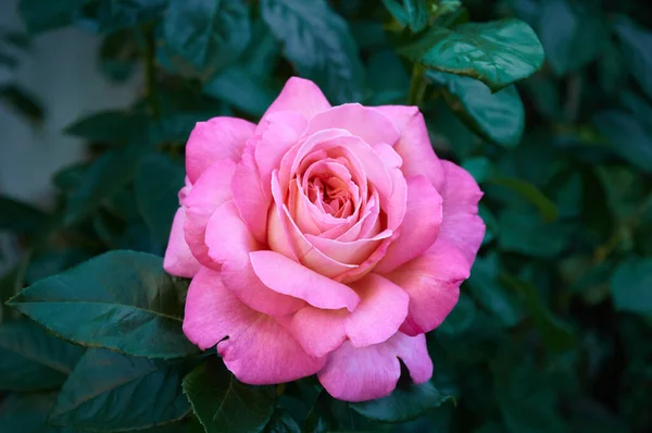 Pink Rose Close Summer Garden Beautiful Floral Background Valentine Day — 图库照片