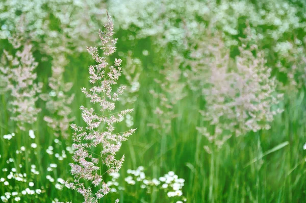 Fält Gräs Och Blommor Bakgrundsbelysning Natur Och Blommig Botanik — Stockfoto
