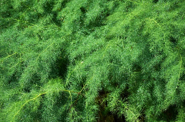 Raindrops Green Asparagus Bush Sunny Summer Day Close —  Fotos de Stock