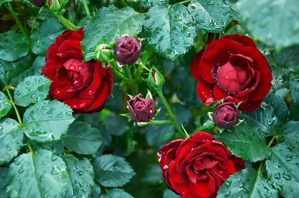 Red Roses Raindrops Garden Sunny Summer Day Rain — Foto Stock