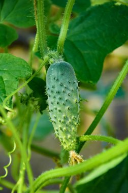 Yeşil yaprakların arasında küçük bir salatalık yetişiyor. Sebze yetiştiriyorum