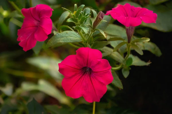 Primer Plano Flores Petunia Rosa Naturaleza — Foto de Stock