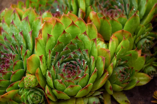 아름다운 Sempervivum — 스톡 사진