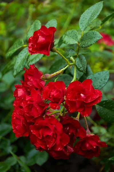 美丽的枝条 自然界有红玫瑰 红色的玫瑰在自然阳光照射下的绿叶的背景下紧密地呈现出来 夏日花园里美丽的开花植物 — 图库照片