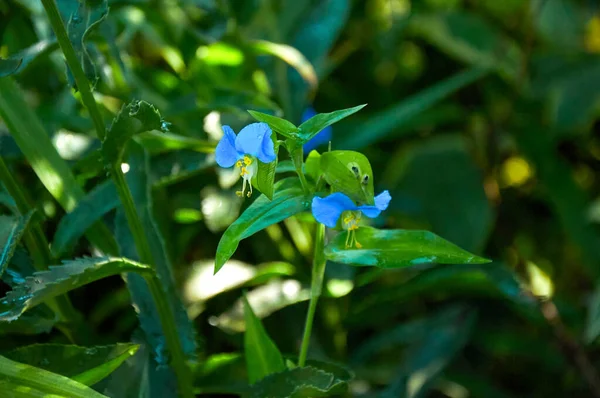 Blue Flowers Raindrops Close Garden Sunny Summer Day Rain — Foto de Stock