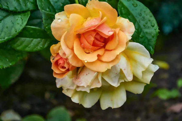 Una Hermosa Rosa Naranja Con Gotas Lluvia Cerca Jardín Soleado —  Fotos de Stock